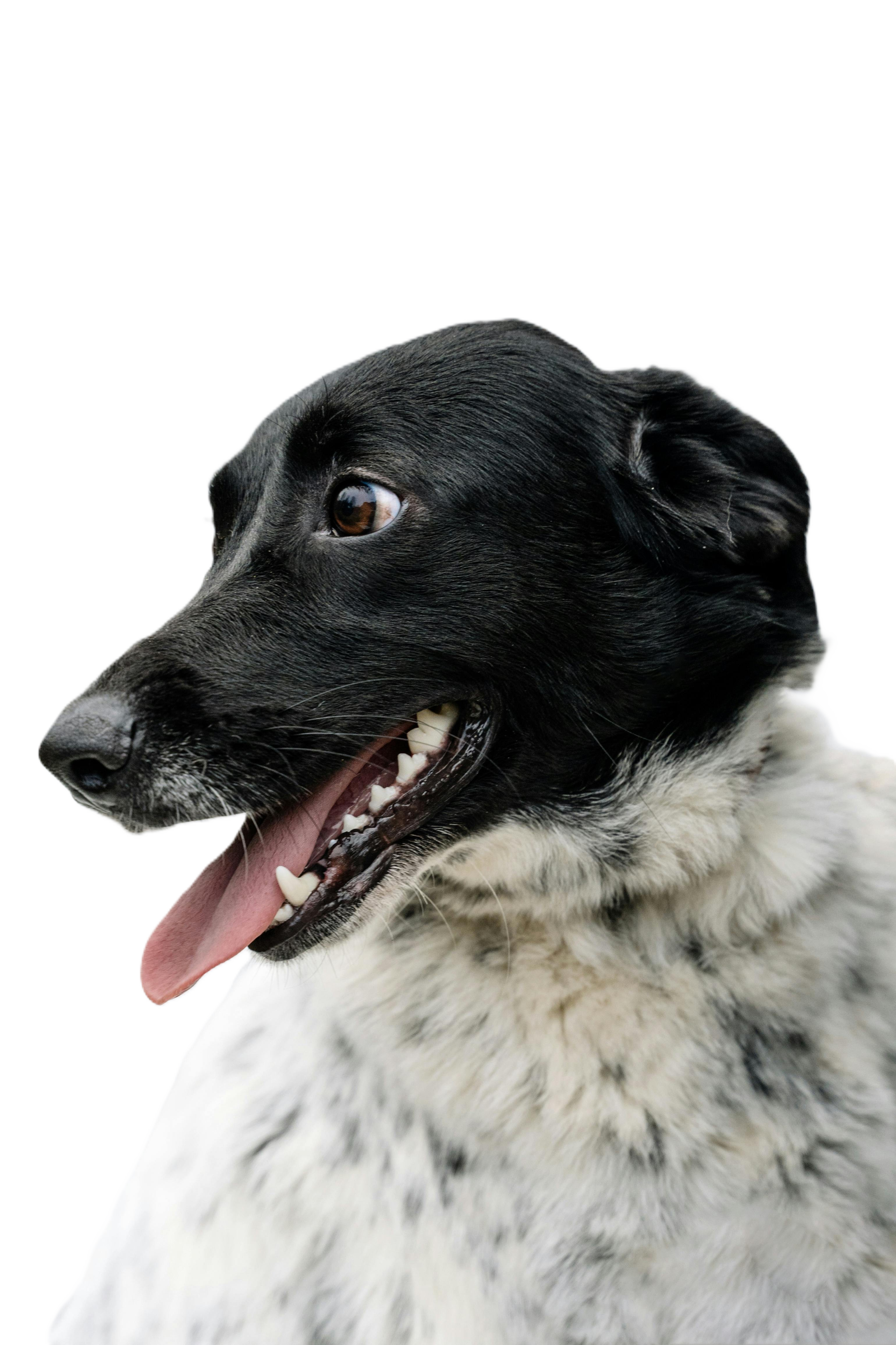 Happy dog
